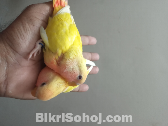 Latino fisher yellow lovebirds